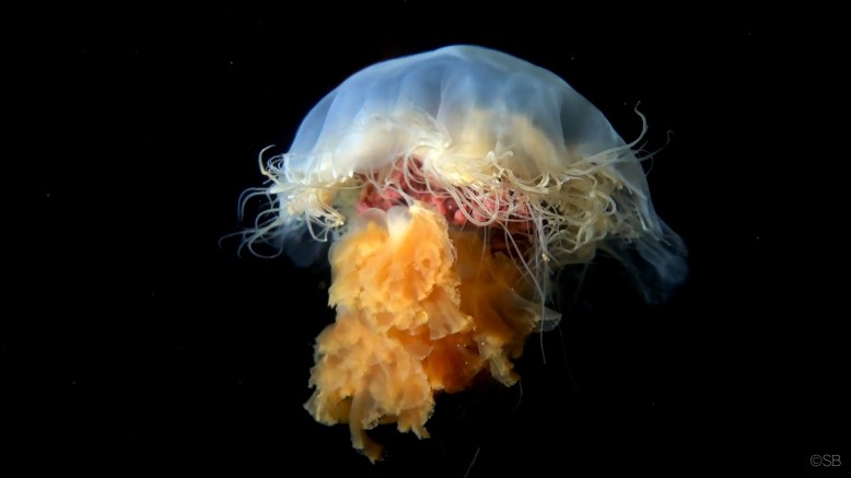 70190001_10156502564069135_2441468176521756672_n